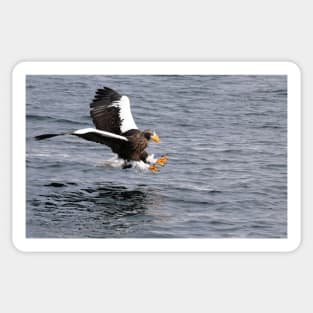 Steller eagle fishing Sticker